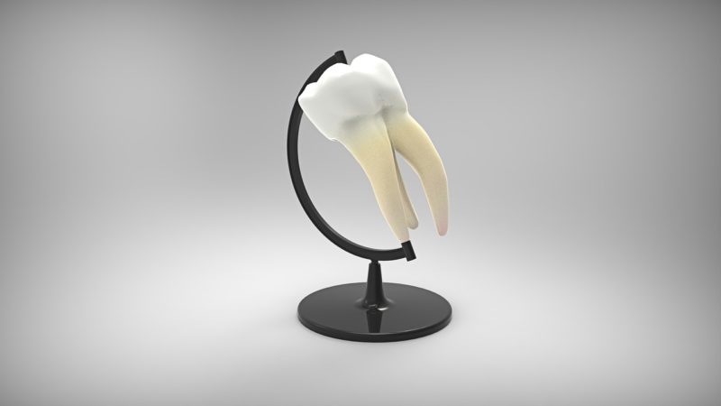 Parts of a tooth from Fuquay Varina Dentist